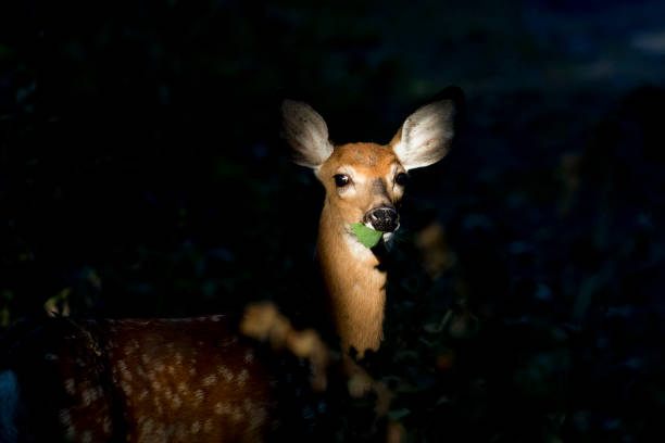 Bambi doe photos