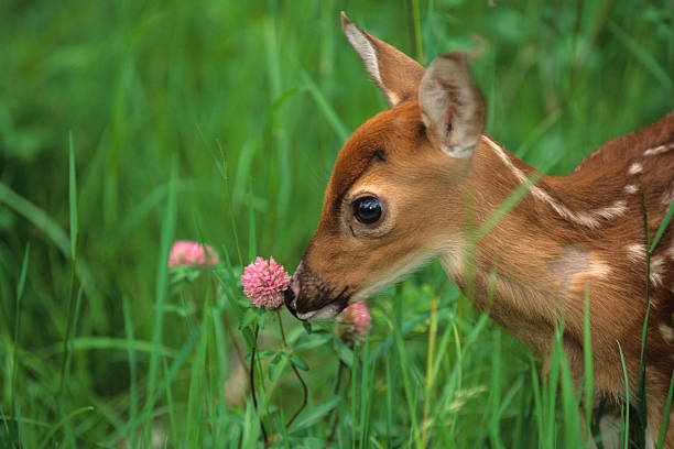 White-tailed Fawn Sniffing Clover  young deer stock pictures, royalty-free photos & images