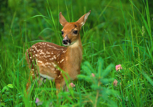 White-tailed fawn standing in lush meadow a cute young white-tailed deer fawn in green grass and clover young deer stock pictures, royalty-free photos & images