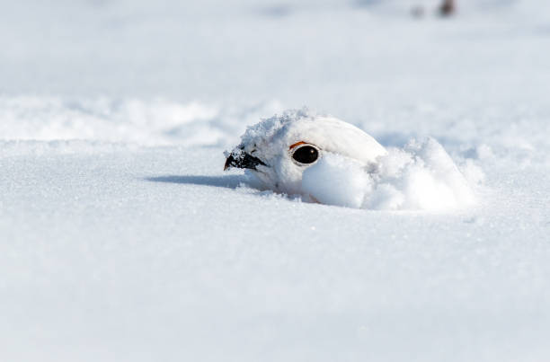 a white-tailed ptarmigan peeking out of a snow den - grouse flying imagens e fotografias de stock