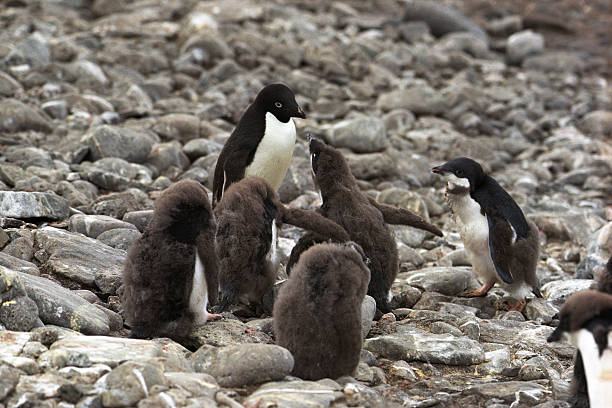 Who is mine?  baby penguin stock pictures, royalty-free photos & images