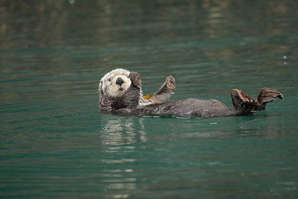 Who You Lookin' At Sea Otter floating around in Kachemak Bay, Homer, Alaska. otter photos stock pictures, royalty-free photos & images