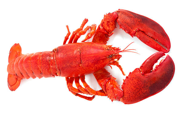 Whole Maine Lobster stock photo