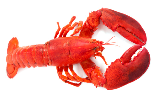 Whole Maine Lobster Stock Photo - Download Image Now - iStock