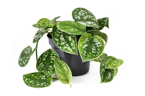 Whole 'Scindapsus Pictus Exotica' tropical house plant, also called 'Satin Pothos' with velvet texture and silver spot pattern isolated on white background golden pothos stock pictures, royalty-free photos & images