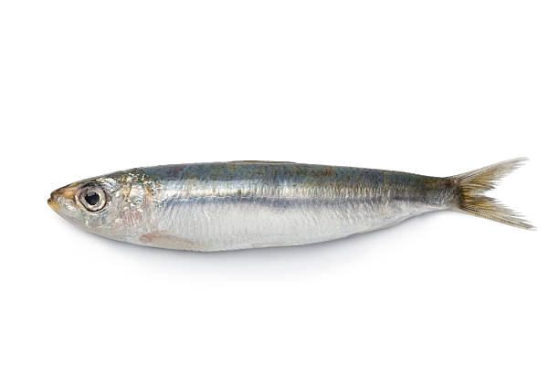 Whole single fresh sardine stock photo