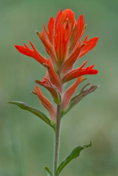 Wholeleaf Paintbrush The 200 species of Castilleja are commonly known as Indian Paintbrush. These annual and perennial plants are native to the western part of the Americas from Alaska south to the Andes, northern Asia, and one species as far west as the Kola Peninsula in northwestern Russia. These plants are classified in the broomrape family. They are considered a parasitic plant which grows on the roots of grasses and forbs. The name honors the Spanish botanist Domingo Castillejo. In Northern Arizona they can be found in open meadows among the grasses they need to thrive. These Wholeleaf Paintbrush (Castilleja integra) were photographed at Hart Prairie below the San Francisco Peaks near Flagstaff, Arizona, USA. jeff goulden wildflower stock pictures, royalty-free photos & images
