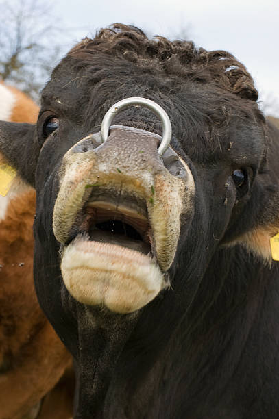  Cow  Nose  Ring Stock Photos Pictures Royalty Free Images 