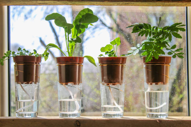 Wick watering. Plants in pots on glasses stand on a shelf on a window. stock photo