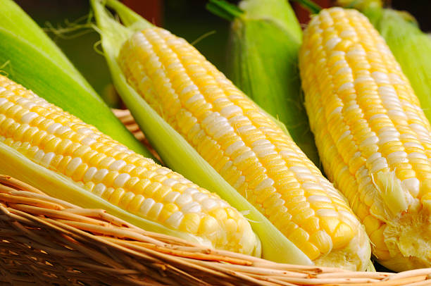 Wicker basket full of sweet corn stock photo