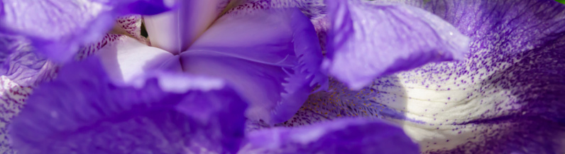 Wide abstract bckground. Blueiris flower inside view. Blooming blue iris close up.