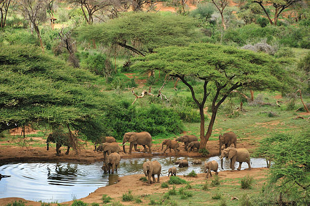 Wide angle photograph of some grey elephants at a waterhole stock photo