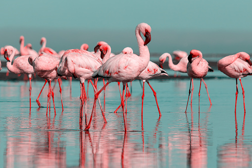 vedere flamingo