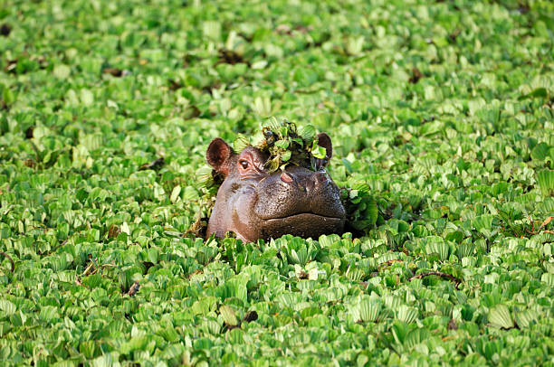 Wild African Hippo with Head Above Floating Water Lettuce stock photo