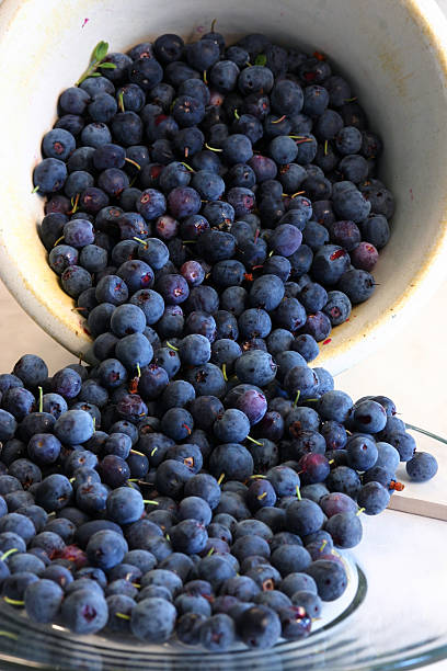 wild alaskan blueberries stock photo