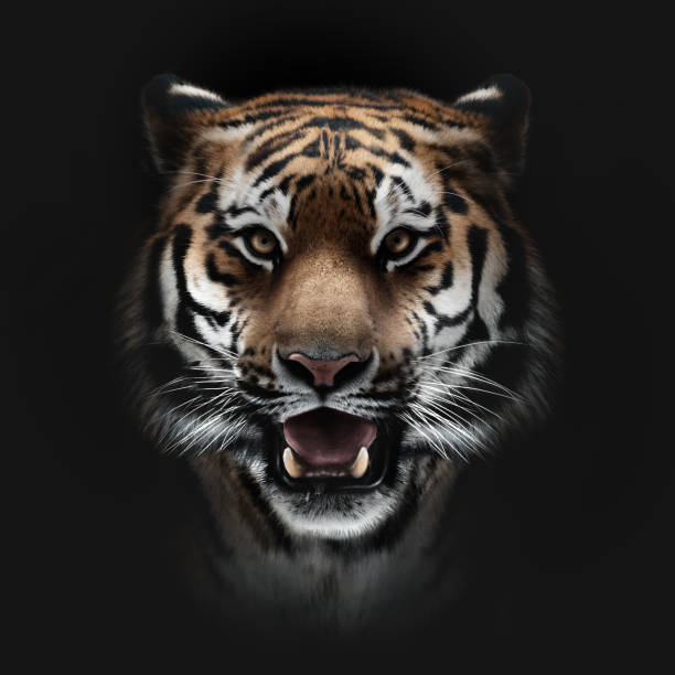 Tiger Head Stock Photos Pictures Royalty Free Images Tiger Head Stock Photos Pictures Royalty Free Images