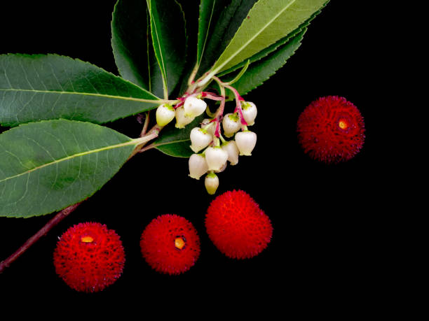 Wild Arbutus unedo - flowers and fruit on black. Aka Strawberry tree. Native to the Mediterranean region and western Europe north to western France and Ireland. munster france stock pictures, royalty-free photos & images