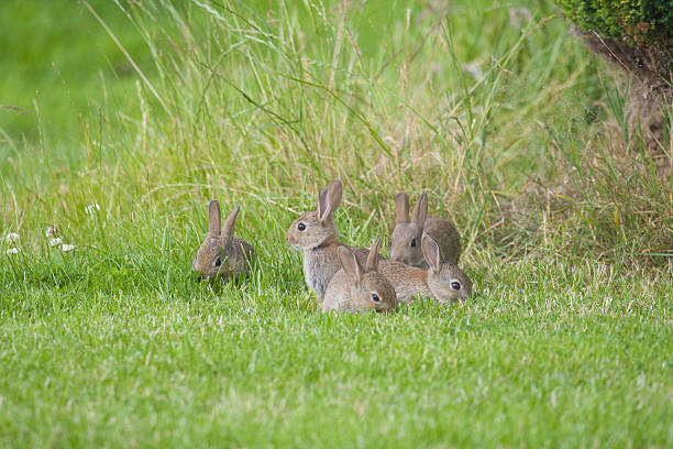 Wild Baby Rabbits stock photo
