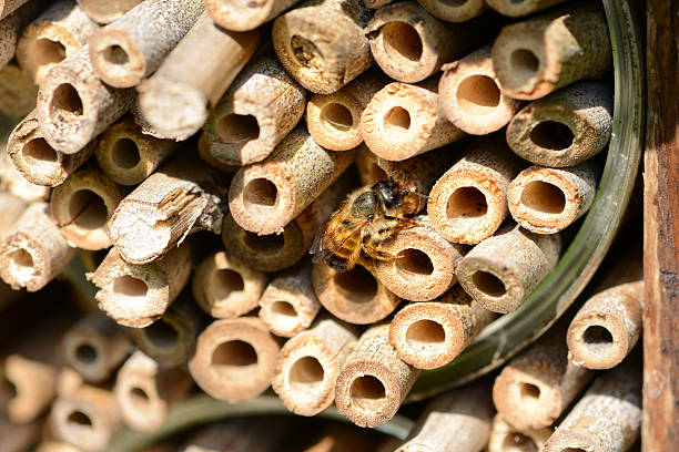 wild bee Osmia bicornis stock photo