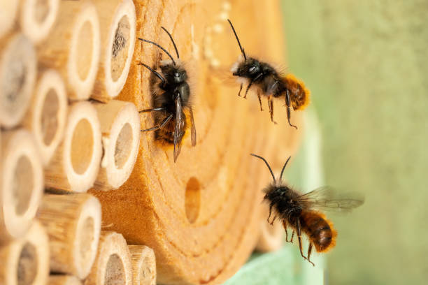 Wild bees at insect hotel stock photo