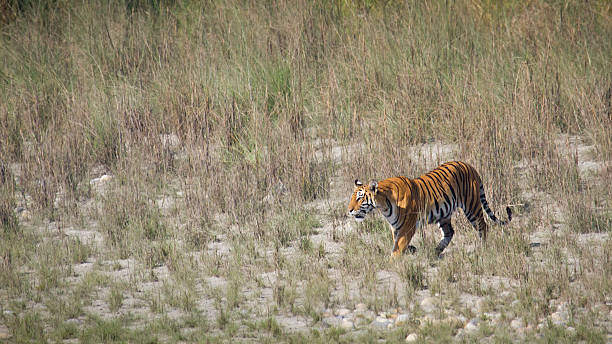 Wild Bengal tiger in Bardia, Nepal species Panthera tigris terai stock pictures, royalty-free photos & images