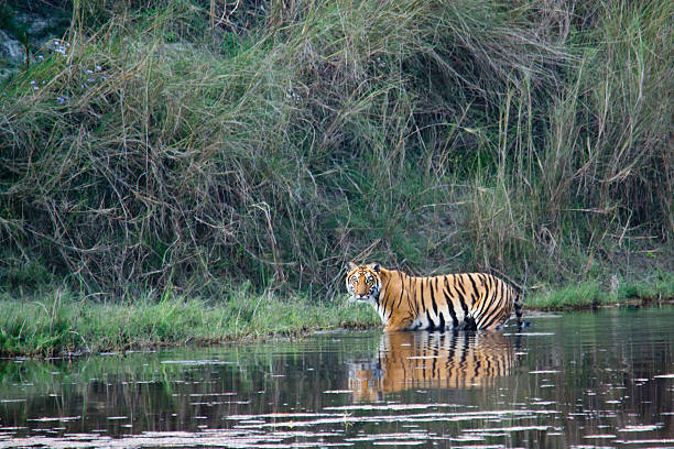Wild Bengal tiger in Bardia, Nepal species Panthera tigris terai stock pictures, royalty-free photos & images