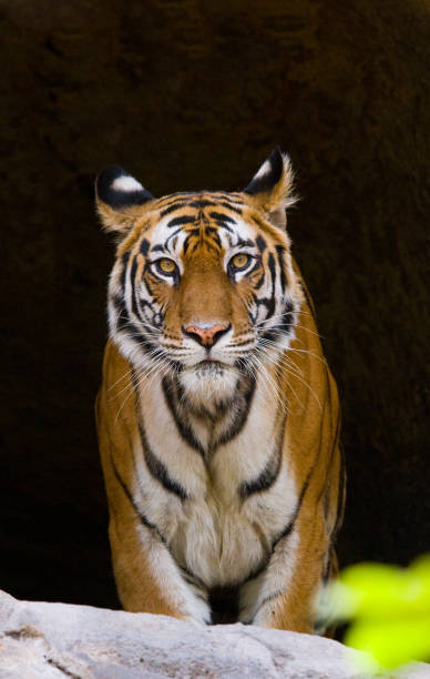 Wild Bengal Tiger in the cave. stock photo