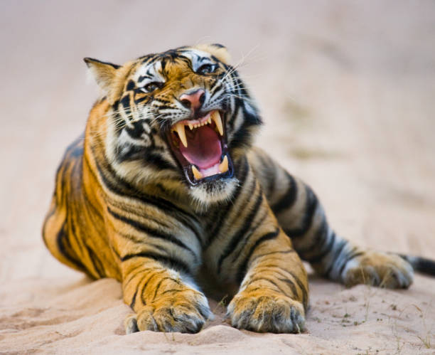 Wild Bengal Tiger lying on the road in the jungle. stock photo