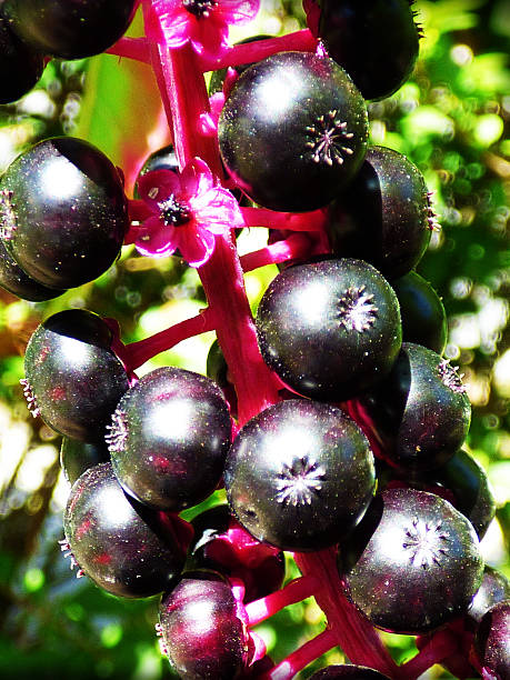 Wild Berries (Pokeweed) stock photo