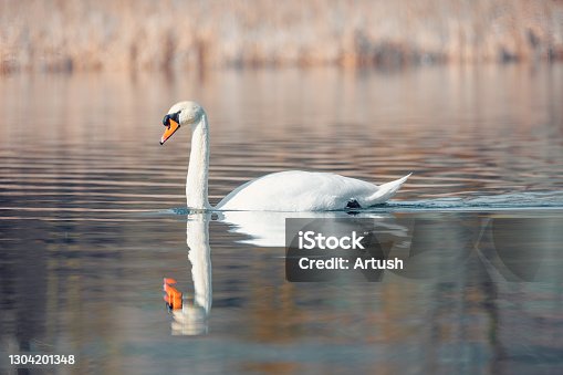 istock Wild bird mute swan in spring on pond 1304201348