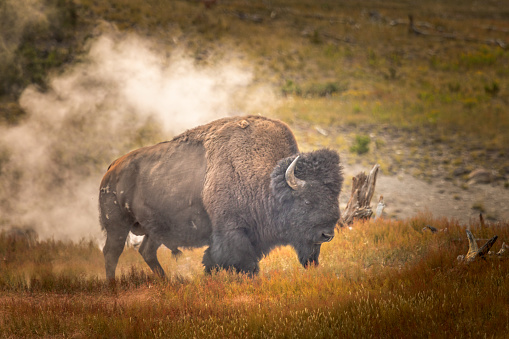 Wild bison in front of a geyser in the Yellowstone National Park