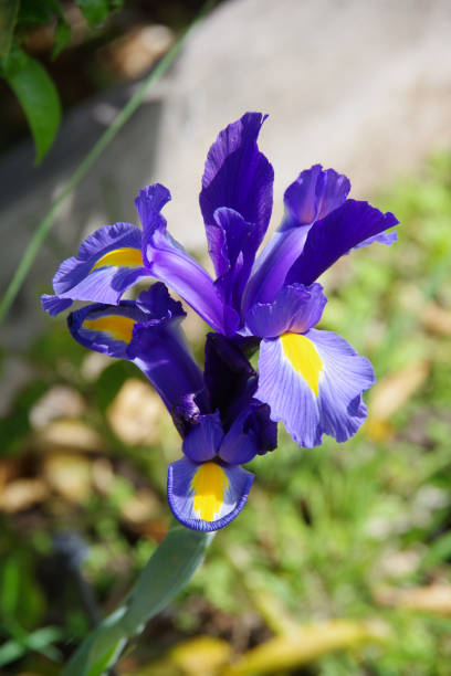 Wild Blue Iris stock photo