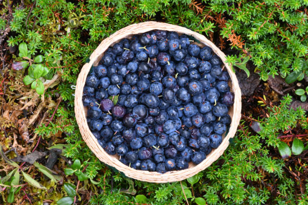 Wild blueberries, Alaska stock photo