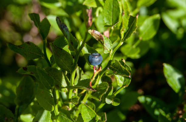 Wild blueberry surrounded by green leaves stock photo