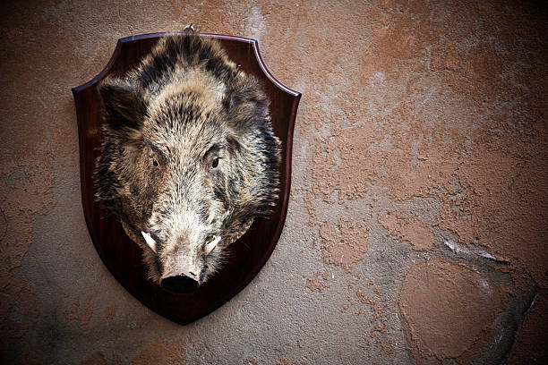 Wild Boar head Wild Boar head hunting trophy stock pictures, royalty-free photos & images