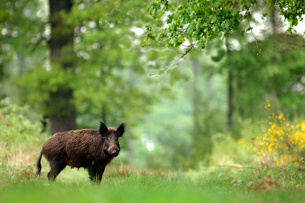 Wild Boar stock photo