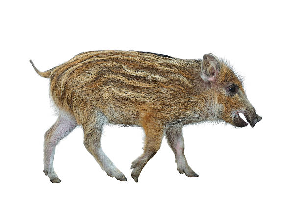 Wild Boar Piglet (Sus scrofa) stock photo