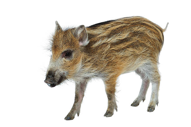 Wild Boar Piglet stock photo