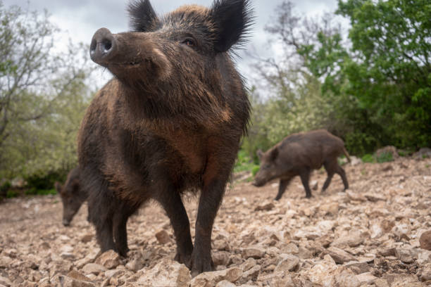 Wild boars in Provence stock photo