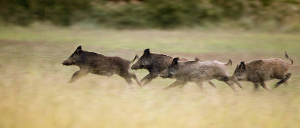 Wild boars running away stock photo