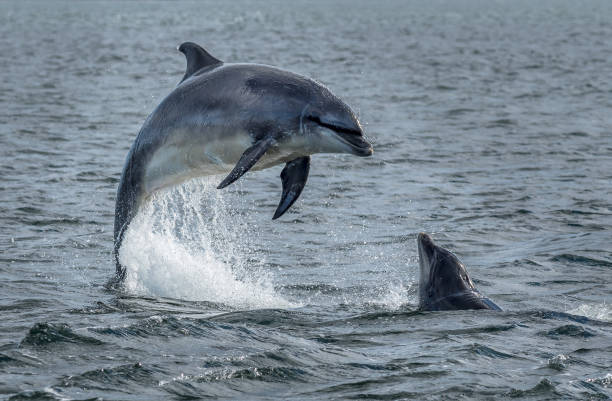 Wild Bottlenose Dolphins Jumping Out Of Ocean Water At The Moray Firth Near Inverness In Scotland stock photo
