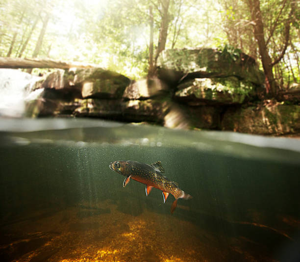 Wild Brook Trout Underwater This is a beautiful wild brook trout underwater in a spring fed stream.  You won't find these colors on a stocked fish.  You can see part of a waterfall in the background which is feeding this pool.  There is a slight amount of grain in the shot which should be expected for a low light situation like this. brook trout stock pictures, royalty-free photos & images