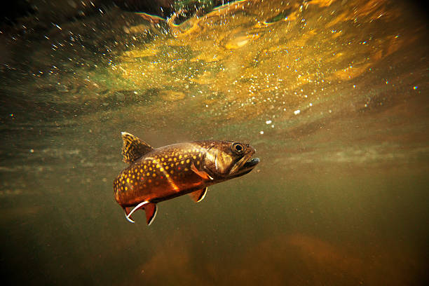 Wild Brook Trout Underwater This is a beautiful wild brook trout underwater in a spring fed stream.  You won't find these colors on a stocked fish.  There is a slight amount of grain in the shot which should be expected for a low light situation like this. brook trout stock pictures, royalty-free photos & images