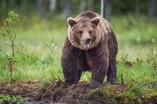 Wild Brown bear stock photo