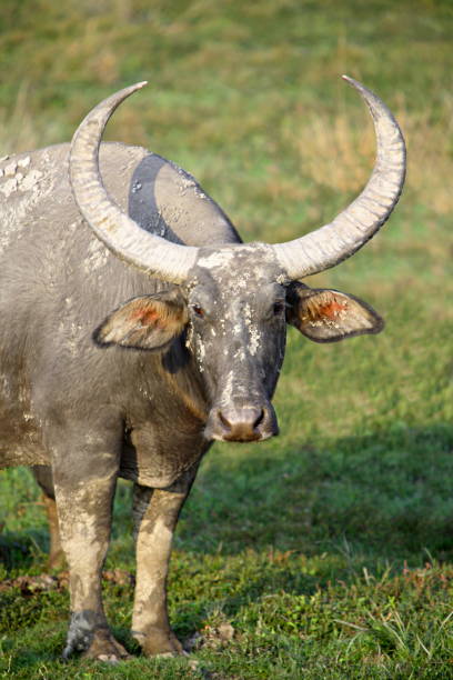 vahşi buffalo (bubalus bubalis), kaziranga milli parkı, assam, hindistan - buffalo shooting stok fotoğraflar ve resimler