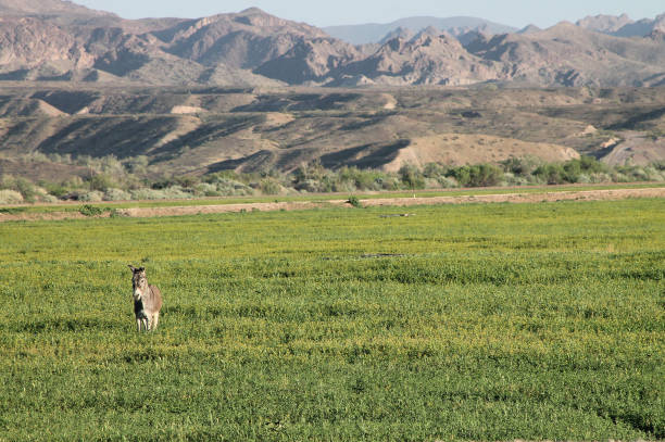 wild burro in field 1 stock photo