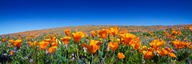 Wild California Poppies at Antelope Valley California Poppy Reserve Wild California Poppies at Antelope Valley California Poppy Reserve highland park stock pictures, royalty-free photos & images