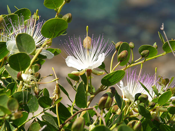 Wild Caper - Capparis spinosa A plant of Capers with flowers on a high cliff in Malta. Crystal clear sea on the background. Capparis spinosa         caper stock pictures, royalty-free photos & images
