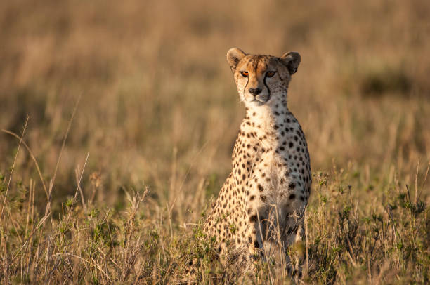 Wild Cheetah Sitting Looking Out Across the Savanna stock photo
