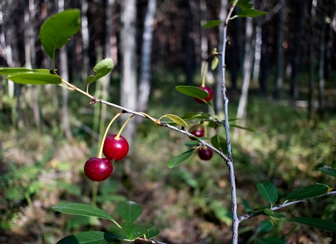 wild red cherry in the South Ural forest on blurred background